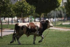 Kurban yakalama timleri göreve hazır