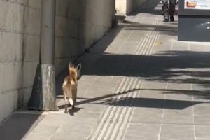 Şehir merkezine tilki indi!