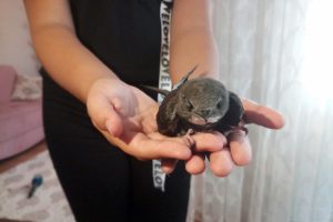 Ebabil kuşu yardım bekliyor