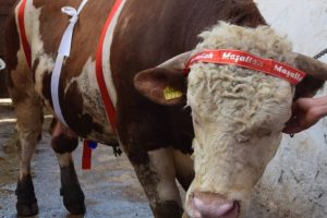 2 ton 200 kiloluk boğa alıcısını bekliyor
