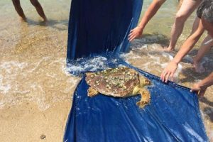 Yaralı caretta caretta'ya şefkat eli!