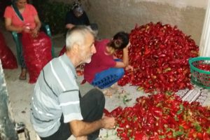 Biber salçası sezonu açıldı