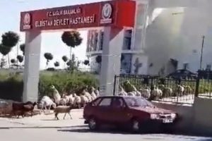 Koyunlar hastaneyi işgal etti