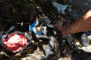 Bursa'da 2 yavru kedi itfaiyeyi görünce zemine atladı