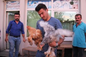 Bu tavuklar kuzu fiyatına alıcı buluyor