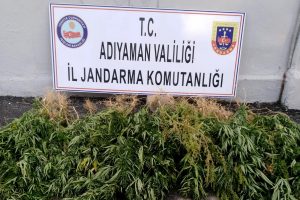 Jandarma kenevir ele geçirdi