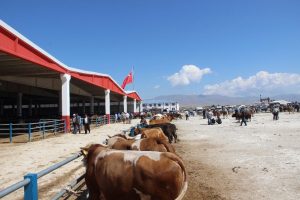 Erzurum'dan batıya kurban sevkiyatı başladı