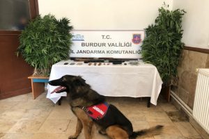 Dedektör köpekli uyuşturucu operasyonu