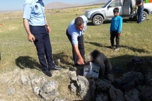 Yavru ayıyı zabıta ekipleri kurtardı!