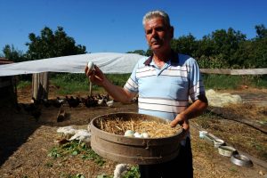 Mavi yumurtaya talep artıyor
