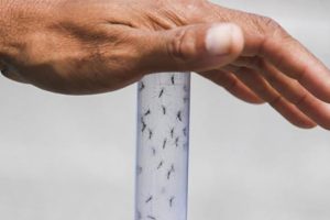 Sağlık Bakanlığı'ndan ''zika virüsü'' açıklaması
