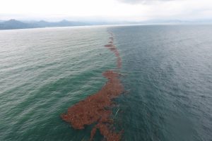 Karadeniz'de şoke eden görüntü!