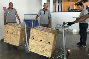 Tedavileri tamamlanan yavru ayılar Bursa'ya gönderildi