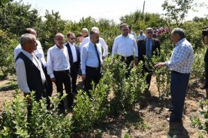 Bursa dağ yöresinde hasat zamanı