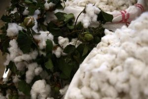 Çukurova'da pamuk eski günlerine dönüyor