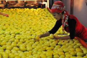 Limon fiyatları aldı başını gidiyor