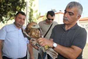 Yaralı kızıl şahine tedavi