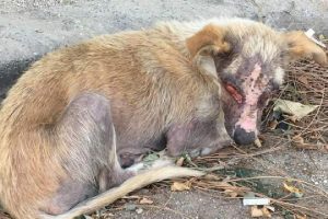 Yüzü yakılan köpek, bir gözünü kaybetti
