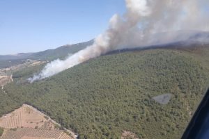Manisa'da orman yangını!