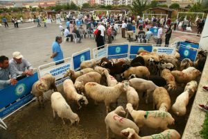 Eskişehir'de ücretsiz kurban kesim hizmeti