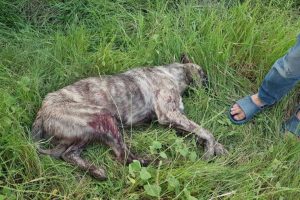 Rahatsız ediyor diye çoban köpeğini tüfekle vurdu