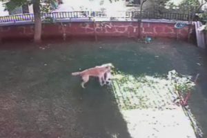 Yavruları için köpekle boğuştu