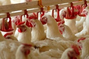 Türkiye Kasaplar Odası: Beyaz ete yüzde 200 zam geldi