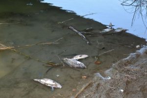 Sinop'taki balık ölümlerinin sebebi belli oldu