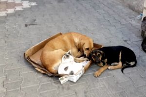 Kedi ile köpeğin örnek dostluğu