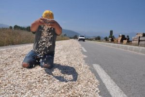 Bursa'da çekirdekleri kurutmak için çevre yoluna serdiler