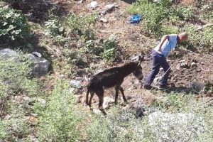 Mahsur kalan eşeği itfaiye kurtardı