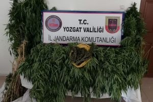 Jandarma 86 kök hint keneviri ele geçirdi