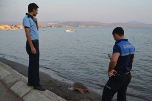 Aliağa'da ölü caretta caretta bulundu