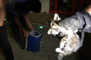 Bursa'da otomobilin motorunda sıkışan yavru kediye çifte kurtarma operasyonu
