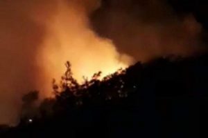 Muğla'da orman yangını