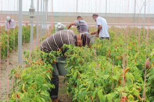 Suriyeli mülteciler yetiştiriyor, Türk kursiyerler işliyor