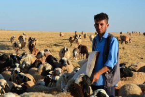 Çobanlıktan kalan zamanda çalışıp üniversiteli oldu