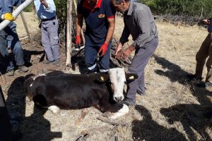 Kuyuya düşen inek için seferber oldular