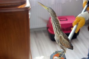 Nesli tükenmekte olan kuş eve sığındı