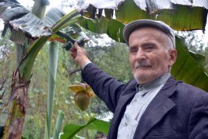 Ordu'da muz yetiştirdi!