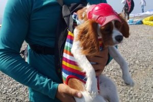 Bursa'da köpek 'Oscar' da uçmanın keyfini yaşadı