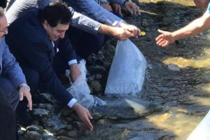 Bursa İznik Gölü'ne 500 bin yavru sazan bırakıldı
