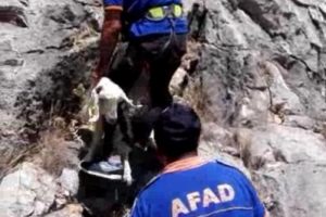 Kayalıklarda mahsur kalan keçiyi AFAD kurtardı