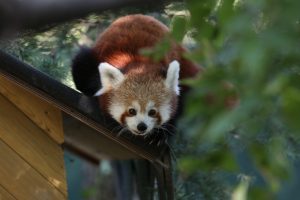 Bursa'da Uluslararası Kırmızı Panda Günü'nde heyecanlandıran ziyaret