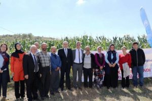 Samsun'da mısır ve patates hasadı tarla günü
