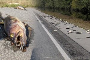 Otoyol yüzlerce ölü balıklarla doldu
