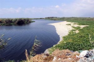 Asi Nehri'ndeki balık ölümlerinin sebebi ortaya çıktı