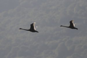 Bursa Karacabey'de iki siyah kuğu görüntülendi