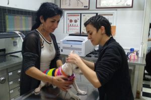 5 aylık köpeği cami avlusuna bırakır gibi veteriner bahçesine bıraktılar