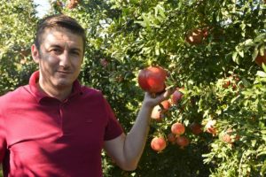 Nar fiyatı, üreticinin yüzünü güldürdü
